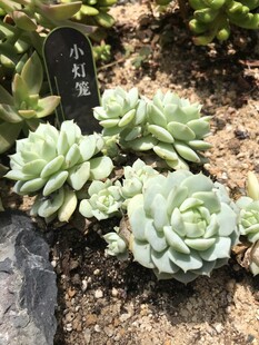 多肉植物