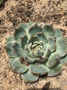 翠绿多肉植物