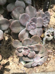 群生多肉植物