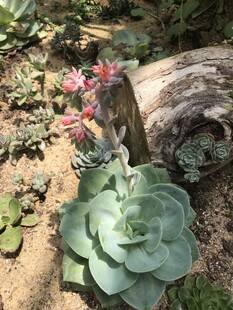 多肉植物