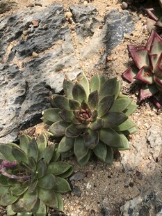 岩石上的多肉植物