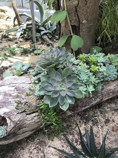 多彩多肉植物