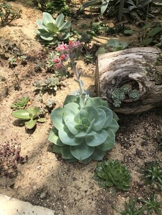 多肉植物
