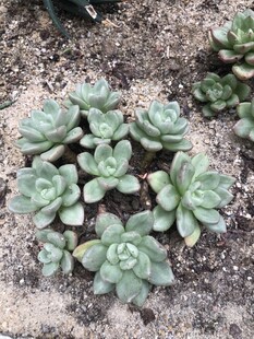 可爱多肉植物