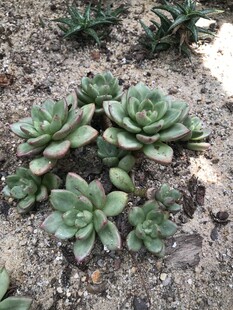 群生多肉植物