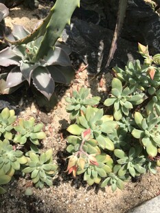 多肉植物