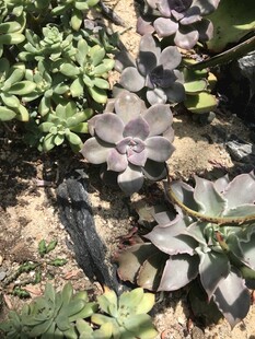 多彩多肉植物