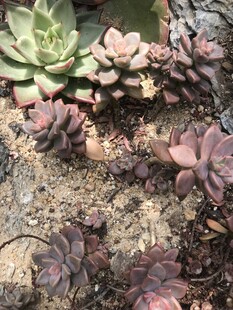 多彩多肉植物