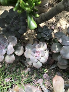 多肉植物
