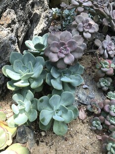 多肉植物