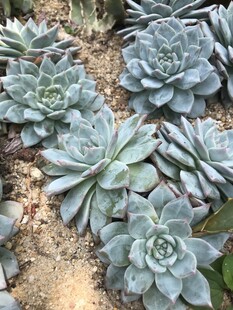 蓝绿色多肉植物