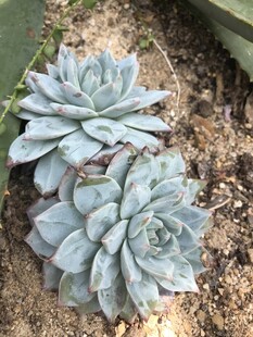 蓝绿色多肉植物