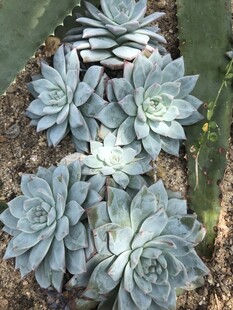 蓝灰色多肉植物