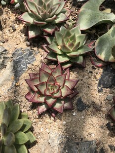 多彩多肉植物