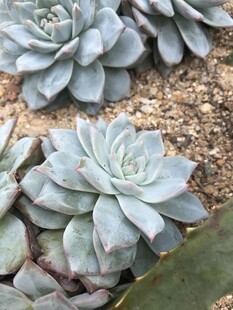 可爱多肉植物