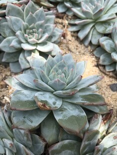 群生多肉植物