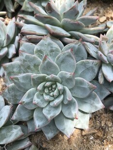 群生蓝石莲多肉植物