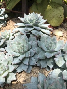群生蓝石莲多肉植物