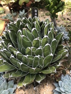 翠绿多肉植物