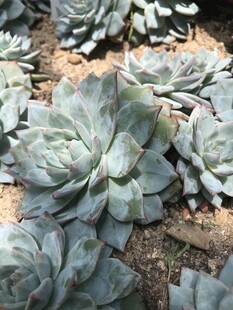 群生多肉植物景观