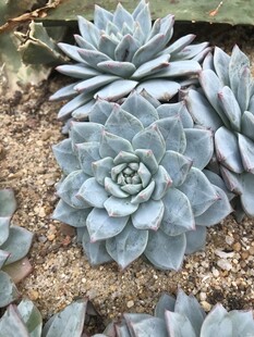 蓝灰色多肉植物