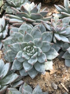 多肉植物景观