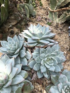 蓝绿色多肉植物