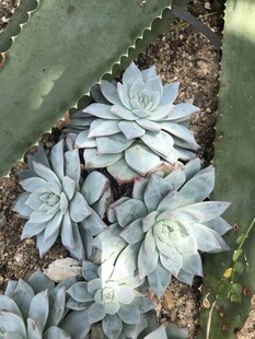 蓝绿色多肉植物