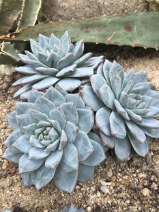 蓝灰色多肉植物