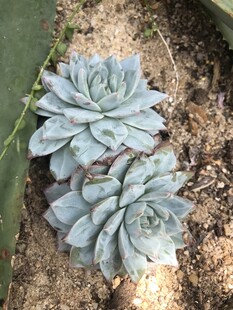 蓝绿色多肉植物