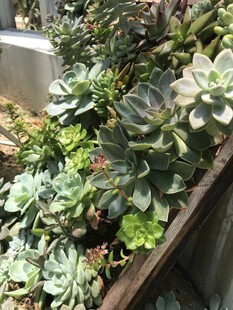 多样多肉植物
