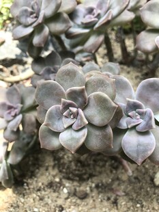 紫灰色多肉植物