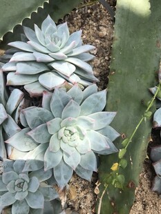 蓝灰色多肉植物