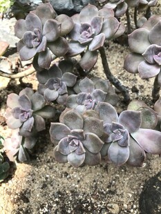 群生紫灰色多肉植物