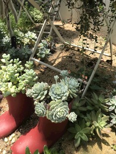 多肉植物景观