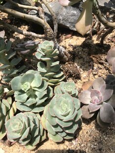 多肉植物