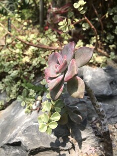 多肉植物