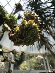 多肉植物