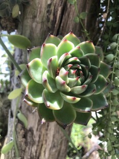 翠绿多肉植物