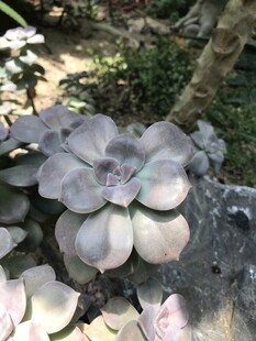 多肉植物