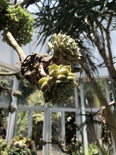 多样植物景观