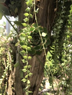 缠绕树干的翠绿藤蔓植物