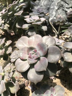 多肉植物