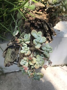 垂吊多肉植物