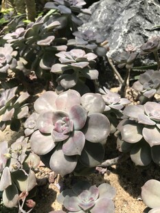 石缝中的多肉植物