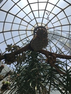绿植景观