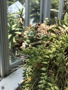 窗边绿植景观