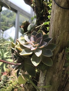树干上的多肉植物景观