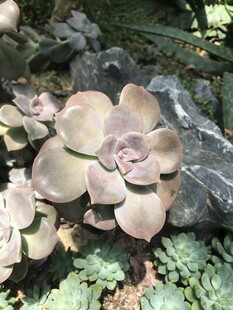 多肉植物