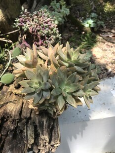 多肉植物置于自然环境中